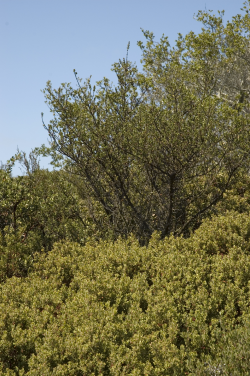 Photo taken at Fort Ord National Monument with sandmat manzanita (Arctostaphylos pumila) © 2007 Dylan Neubauer. 